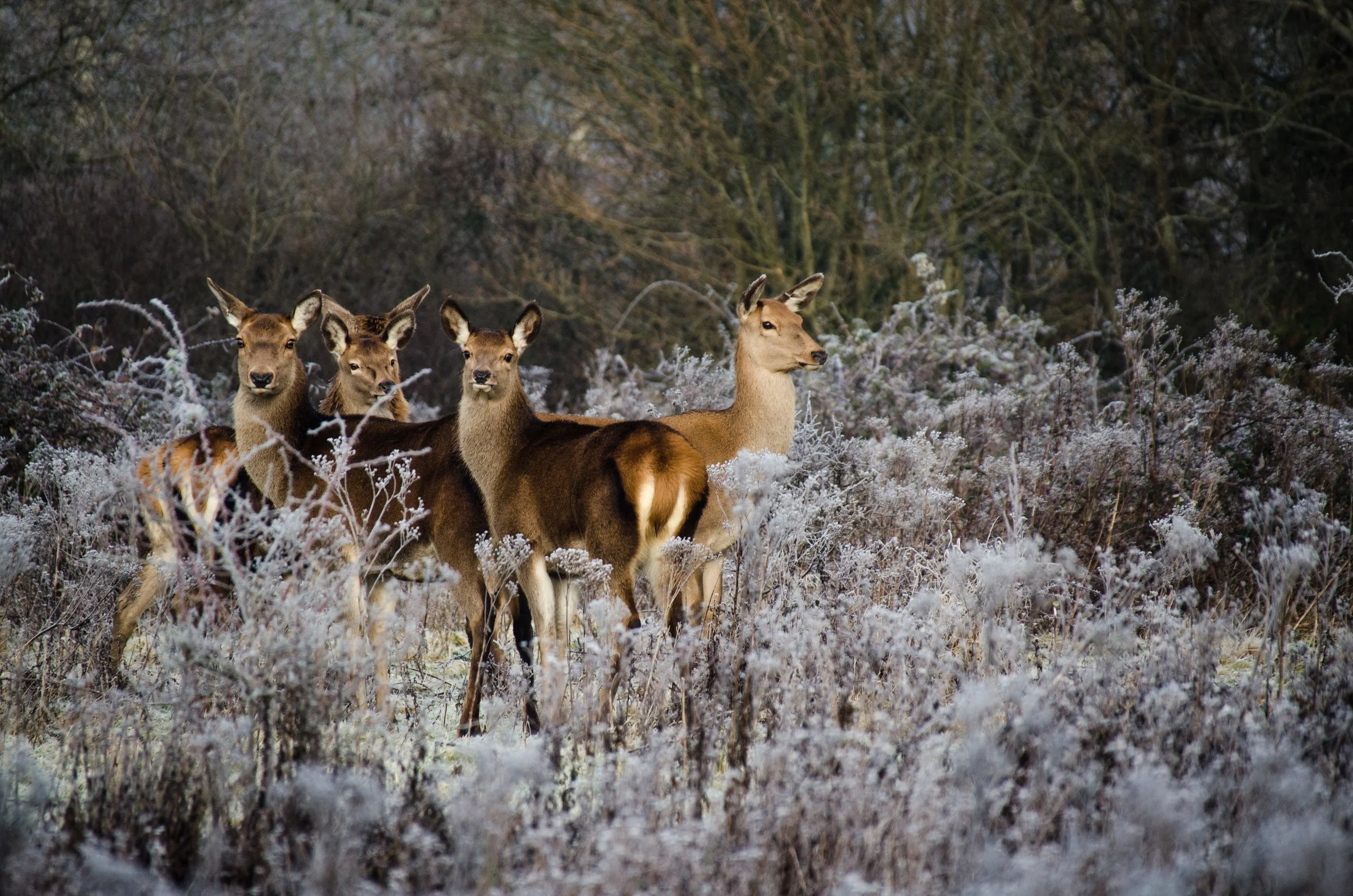 Isabella Tree and the Rewilding Project. — The Good Life Society